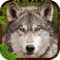 Wolf Simulator 3D Game is real time wildlife adventure with More extreme forest journeys