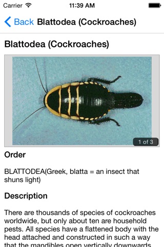 Key to Insect Orders screenshot 4