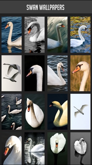 Swan Wallpapers