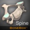 The BoneBox™ Spine Viewer is a real-time 3D medical education and patient communication tool, featuring a detailed anatomical spine model