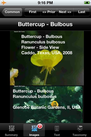 Wildflowers of North America - eFlowersNA - A Wildflower App screenshot 4