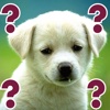 Guess Puppy: Reveal Your Favourite Puppies Breed