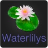 Waterlilys