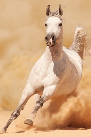 Dream Horses - Art Gallery: Breeds & Types, Racetrack & Tournaments, Photos & Paintings screenshot 2