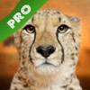 Play with Wildlife Safari Animals Sound game Game photo for toddlers and preschoolers