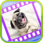 Top 48 Entertainment Apps Like Funny Dog Videos - Funniest Moments - Best Alternatives