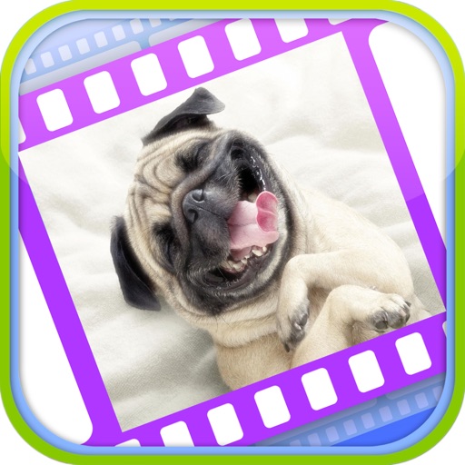 Funny Dog Videos - Funniest Moments iOS App