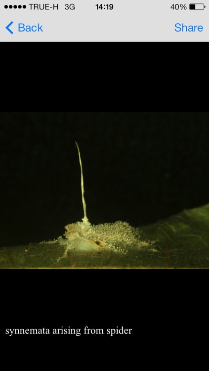 Thai-Fungi Lite screenshot-4