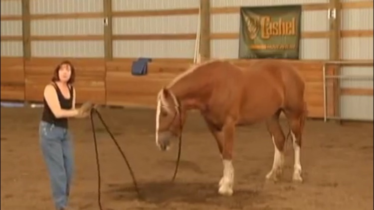 Horse Training