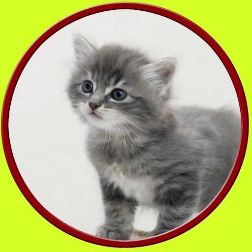 cats and games for kids - free game Icon