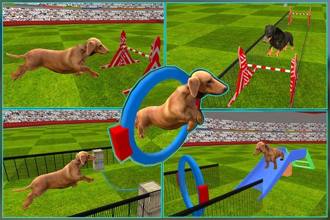 Dog Show Simulator 3D: Train puppies & perform amazing stunts screenshot 2