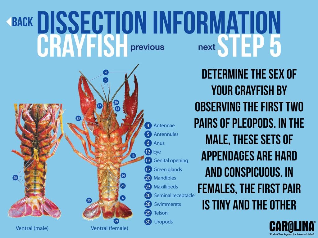 Organism Dissection screenshot 4