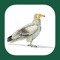 This app is an interactive companion to the book "The Handbook of Bird Identification for Europe and the Western Palearctic" – the comprehensive book for birdwatchers interested in the region