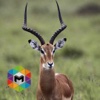 Antelope Simulator