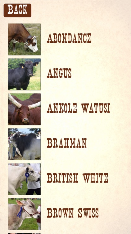 Cattle Breeds: Various Types of Cattle