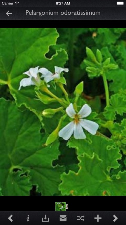 Medicinal Plants Encyclopedia Pro