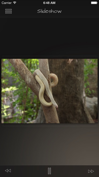 Snakes Wiki + screenshot-3