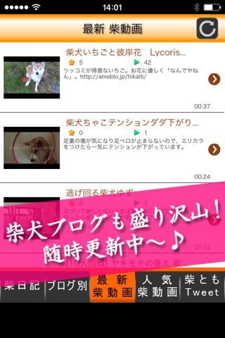 柴犬フレンズ screenshot 3