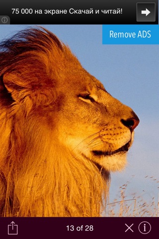Animal wallpaper for iPhone: cats, dogs, lions screenshot 3