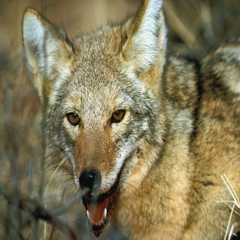 Coyote - Wild Animal Sound Board, Ringtones and More.