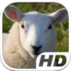 Sheep Simulator HD Animal Life