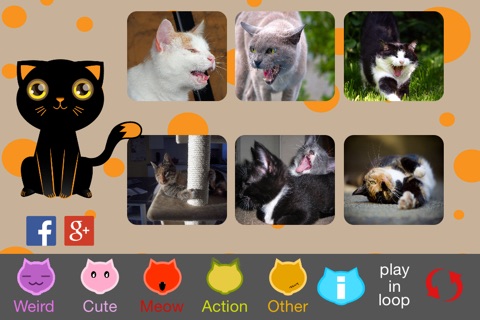 The Best Funny Kittens+ screenshot 2