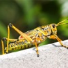 The Grasshoppers & Crickets Encyclopedia