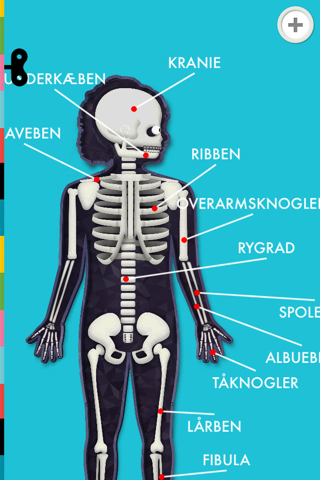 The Human Body Lite screenshot 3