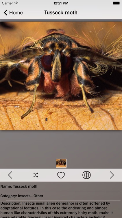 Animals and Insects screenshot-3