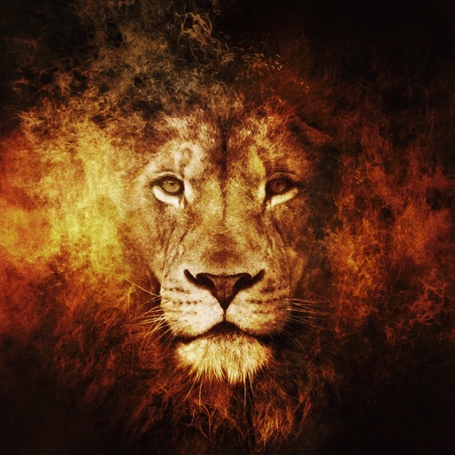 Amazing Lions Wallpapers