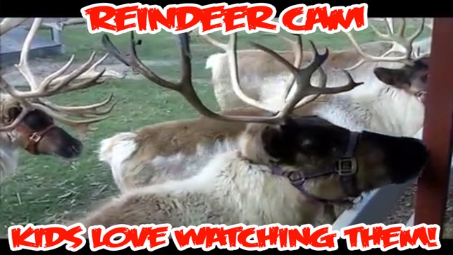 ReindeerCam - Watch Santa's Reindeer & More!(圖1)-速報App