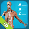 GraphicVizion - Anatomy Quiz - muscles and bones アートワーク