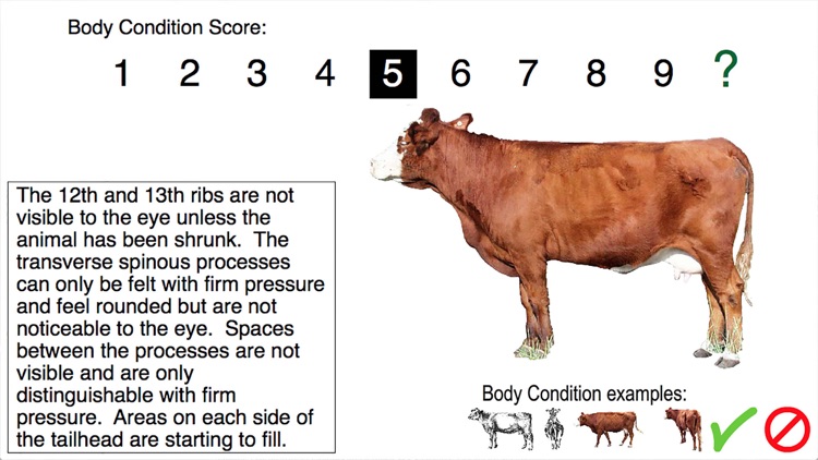 NUBeef-BCS