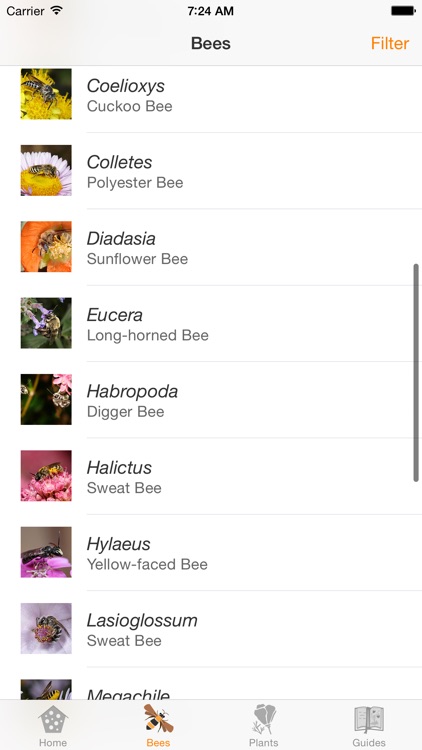 Wild Bee Gardens
