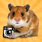 Top 28 Photo & Video Apps Like hamstergram - make people hamsters instantly and more! - Best Alternatives