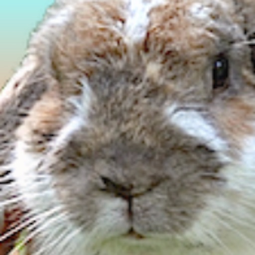 RABBIT or NOT 3D Icon