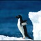 Penguins Guru is a great collection with the most interesting photos and info
