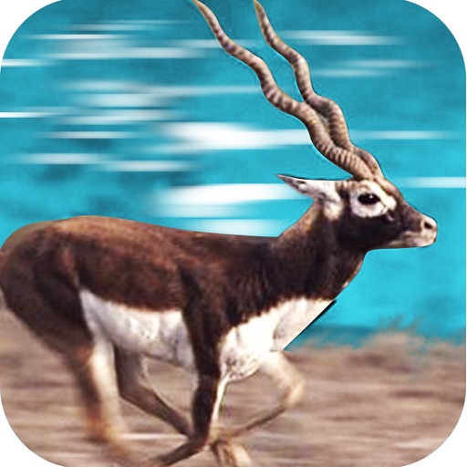 Furious Black Buck Simulation Icon