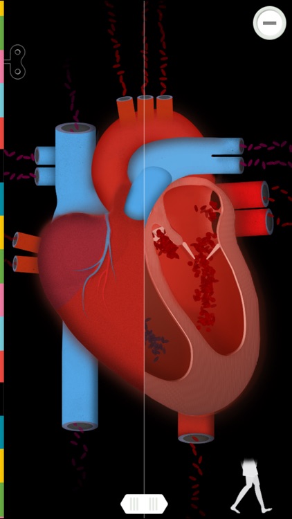The Human Body by Tinybop