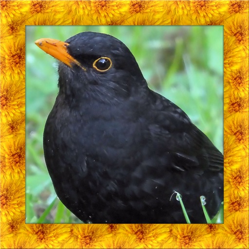 Blackbird Simulator iOS App
