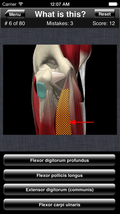 Anatomy Shoulder Quiz