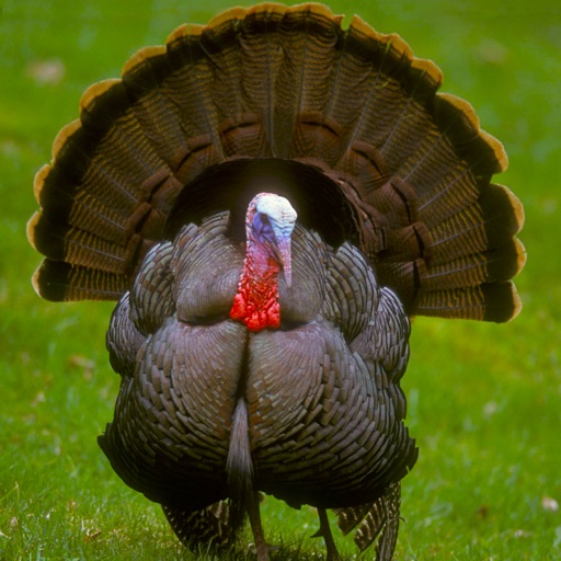 Turkey Hunting Reloaded iOS App
