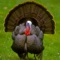 Turkey Hunting Reloaded