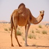 Camel Sounds - From the Hot Desert to Your Device, Ringtones, Alarms and More