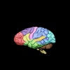 3D Brainy