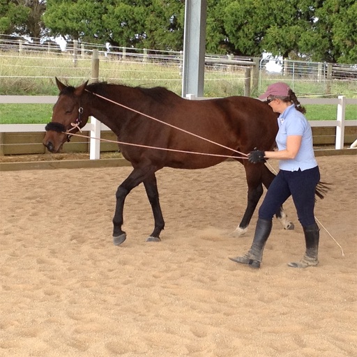 Horse Training icon