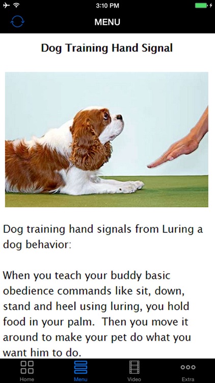 A+ How To Train Dogs - Teach Your Dog How To Potty, Crate, Tricks, Tips & More.