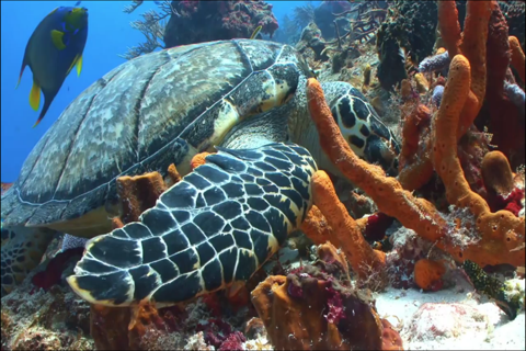 Sea Life Videos - Discover Ocean & Marine Creatures, KidVideos screenshot 3