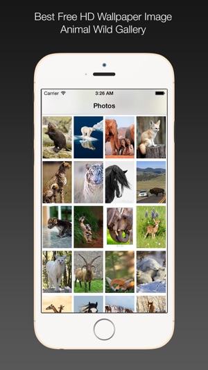 Animal Wild Wallpaper HD(圖1)-速報App