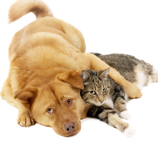 Cats & Dogs Hd Wallpapers and Backgrounds icon